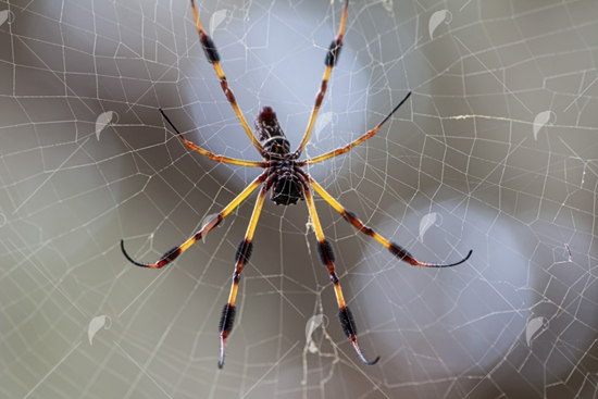 Picture of Silk Orb Weaver Spider