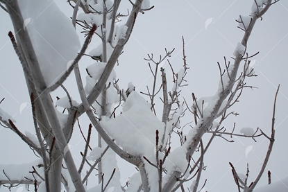 Picture of Snow covered Birch Trees