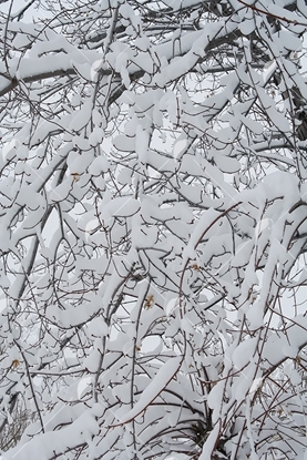 Picture of Snow Covered Birch Trees 2