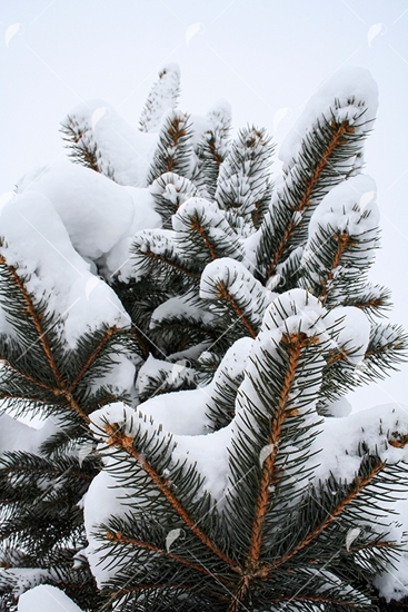 Picture of Snow Covered Pine Tree