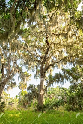 Picture of Spanish Moss Covered Oak