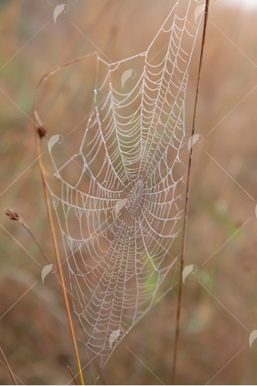 Picture of Spider Web With Dew