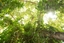 Picture of Sunlight through High Trees