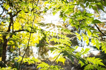 Picture of Sunlight through Low Leaves