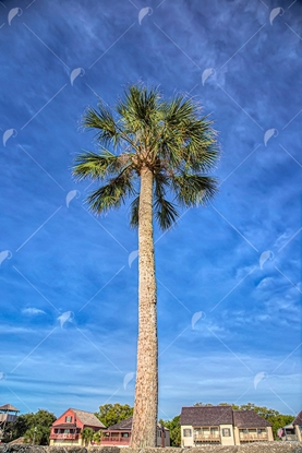 Picture of Tall Sabal Palmetto