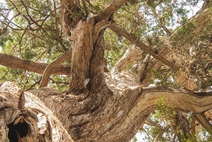 Picture of Twisted Juniper Tree