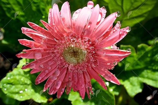 Picture of Wet Pink Daisy