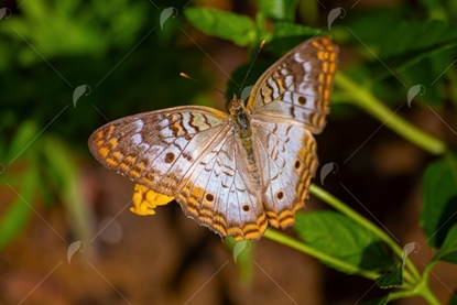 Picture of White Peacock Butterfly