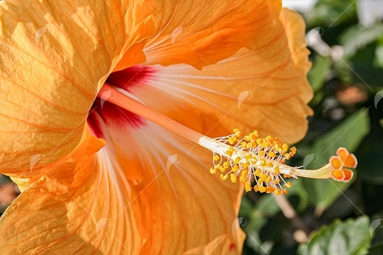 Picture of Yellow Hibiscus