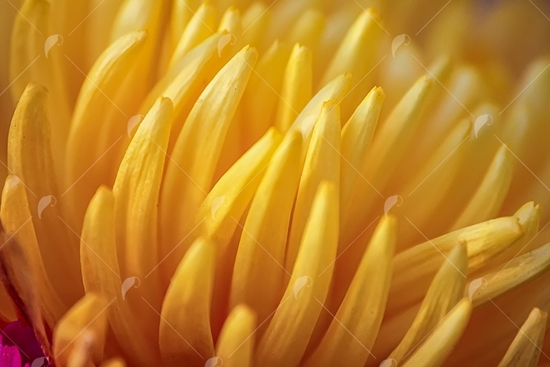 Picture of Yellow Petals Close