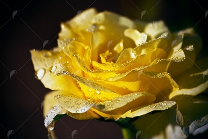 Picture of Yellow Rose