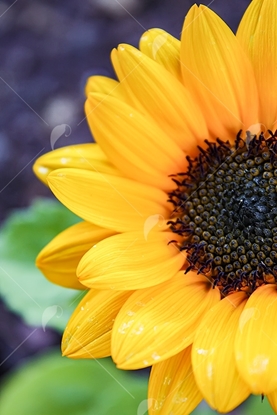 Picture of Yellow Sunflower