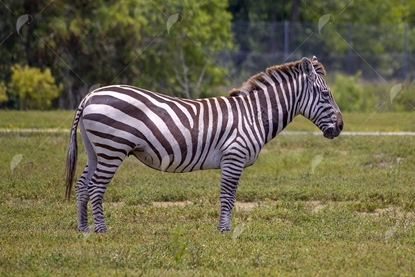 Picture of Zebra in the grass