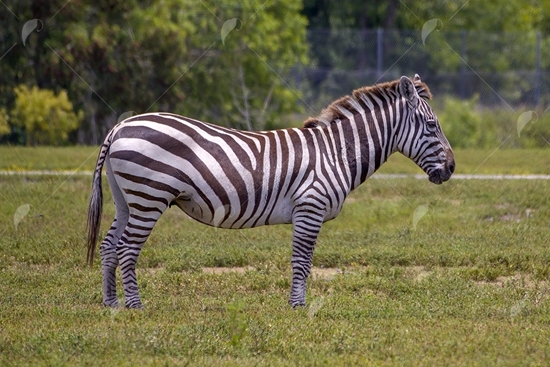 Picture of Zebra in the grass