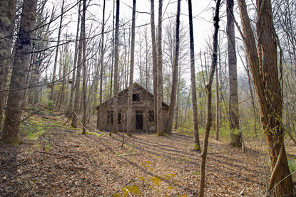 Picture of Abandoned Cabin in the Woods