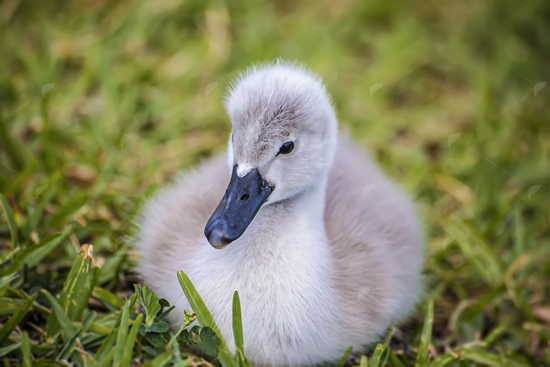Picture of Baby Swan II