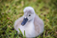 Picture of Baby Swan II