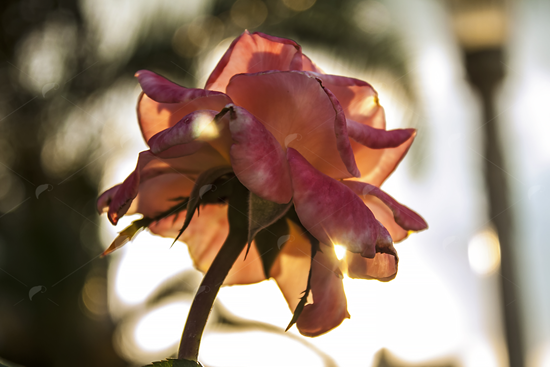 Picture of Backlit Pink Rose