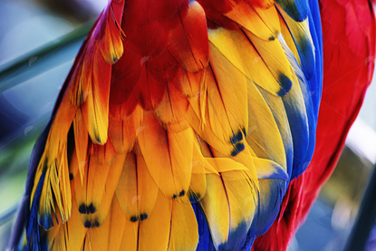 Picture of Rainbow Macaw Feathers