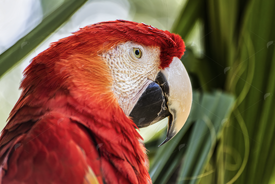 Picture of Scarlet Macaw Head Close