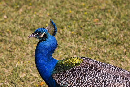 Picture of Peacock Side View