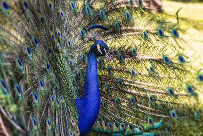Picture of Peacock Feathers Spread
