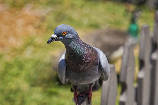 Picture of Rock Pigeon on Fence Post
