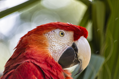 Picture of Scarlet Macaw Head Close 2