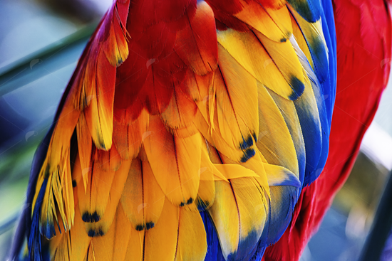 Picture of Scarlet Macaw Rainbow Feathers