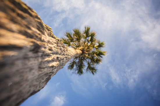 Picture of Palm Tree from below
