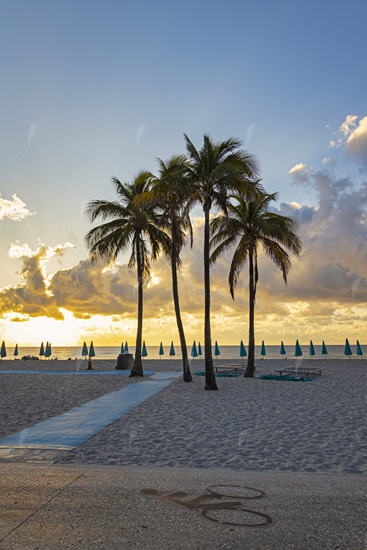 Picture of Hollywood Beach Sunrise Beach-walk palms