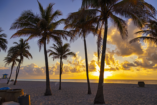 Picture of Hollywood Beach Sunrise palms