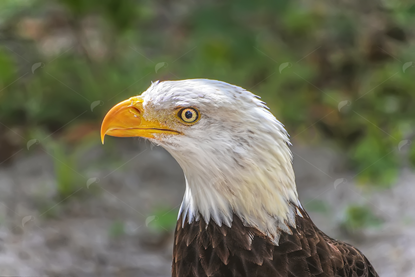 Picture of Bald Eagle Head