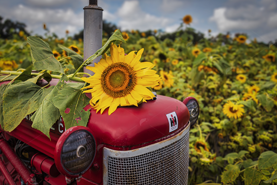 Picture of Sunflower on Vintage Red Tractor