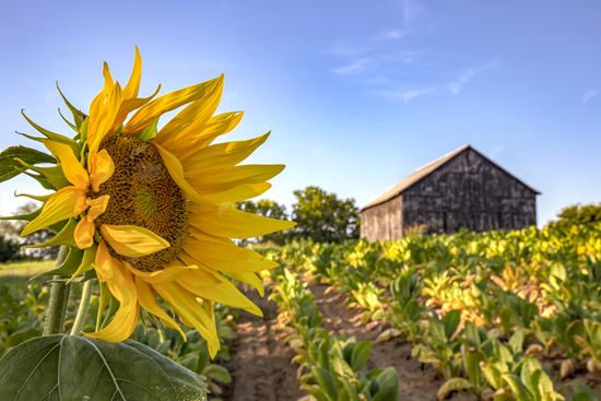 Picture of Sunflower on Tobacco Farm