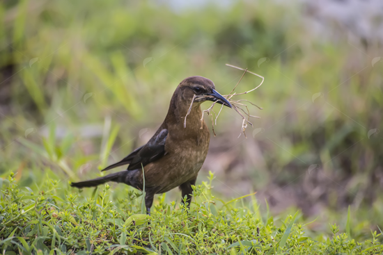 Picture of Boat Tailed Grackle