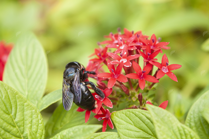 Picture of Bumble Bee on Red Flowers