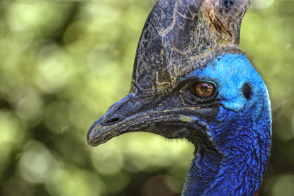 Picture of Cassawary Bird Head