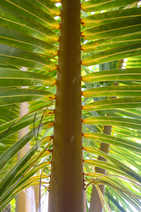 Picture of Coconut Palm Branch Close