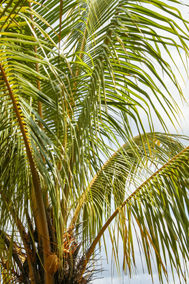 Picture of Coconut Palm Top Branches