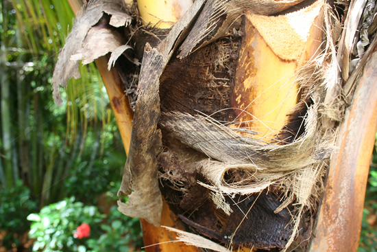 Picture of Coconut Palm Trunk