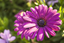 Picture of Dark Purple Daisy 2