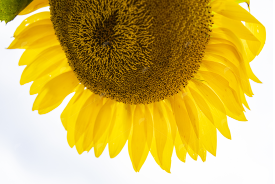 Picture of Sunflower from Below