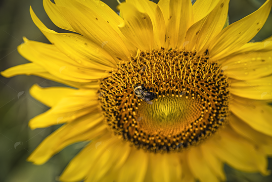 Picture of Sunflower Bee