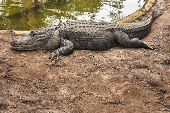 Picture of Large Lounging alligator