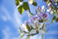 Picture of White Purple Orchid Flowers