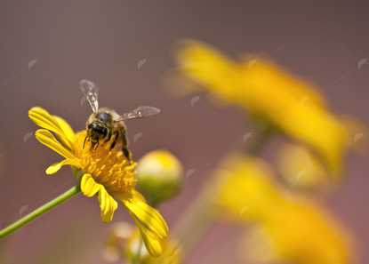 Picture of Bee on yellow Flower