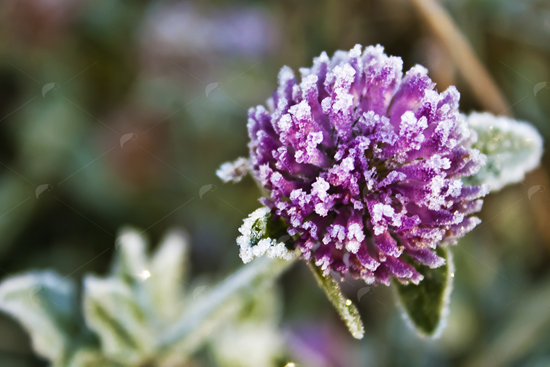 Picture of Purple Frosted Clover Flower