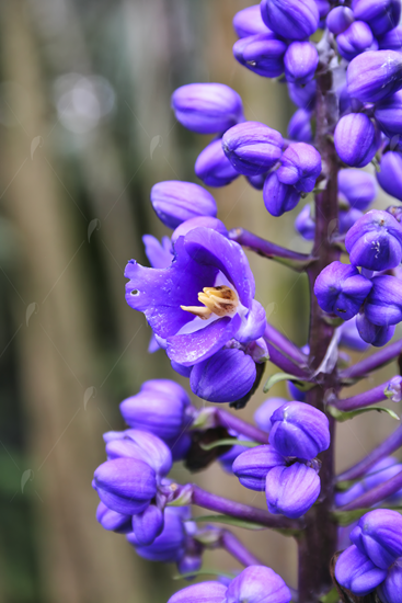 Picture of Little Purple Flowers