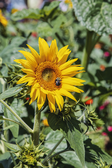 Picture of Sunflower Field Bee